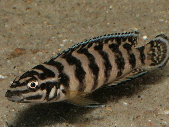 Julidochromis transcriptus "Gombe"