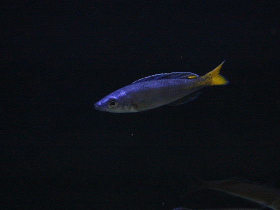 Cyprichromis Leptosoma Utinta