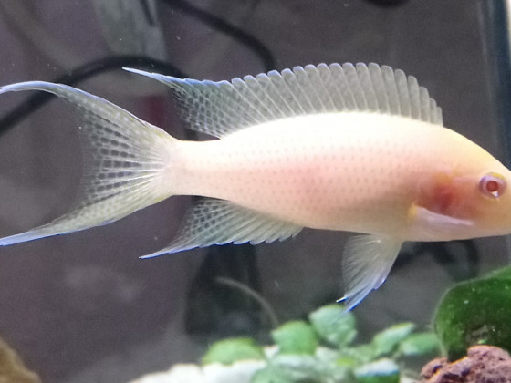 Neolamprologus olivaceous albino