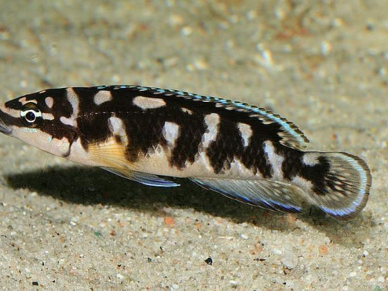 Julidochromis transcriptus Pemba