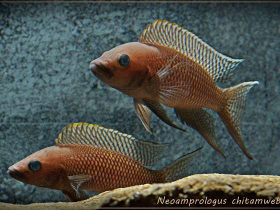 Neolamprologus chitamwebwai