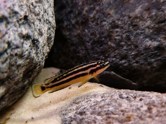 Julidochromis ornatus Jungtier