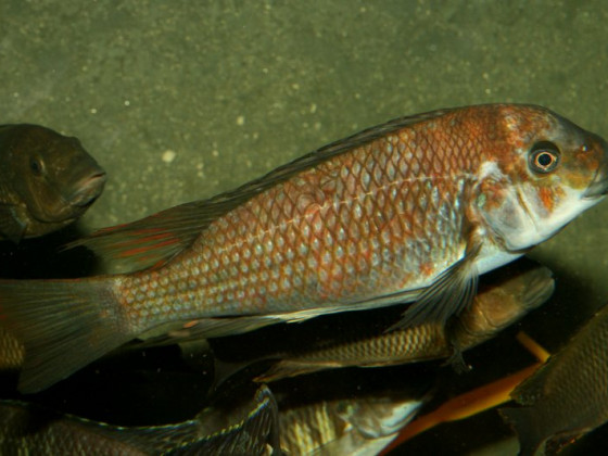 Petrochromis "Kazumbe"