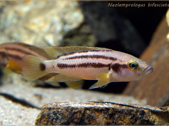 Neolamprologus bifasciatus