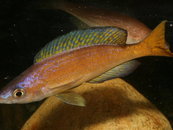Cyprichromis microlepidotus "Burundi Magarae"