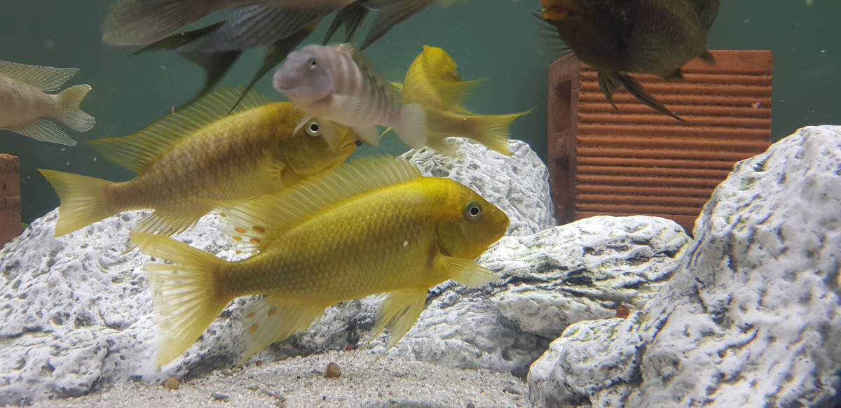 Petrochromis Moshi yellow
