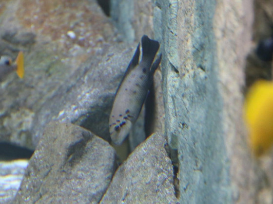 Chalinochromis ndobhoi1