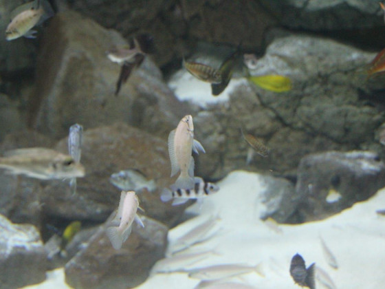 Chalinochromis ndobhoi2