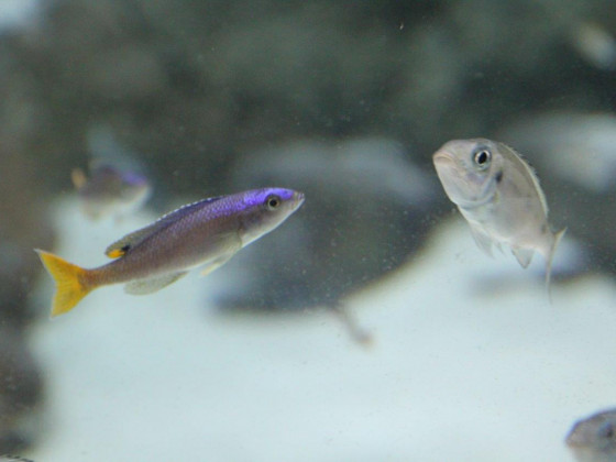 Cyprichromis leptosoma utinta2