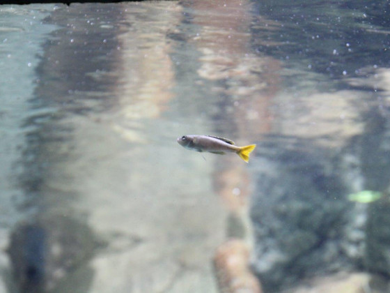 Cyprichromis leptosoma utinta4
