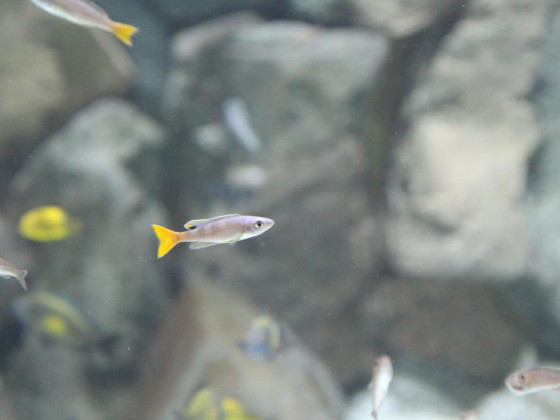 Cyprichromis leptosoma utinta6