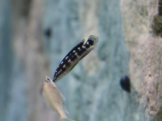 Julidochromis transcriptus Kissi1