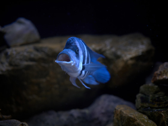 C. gibberosa Blue Zaire