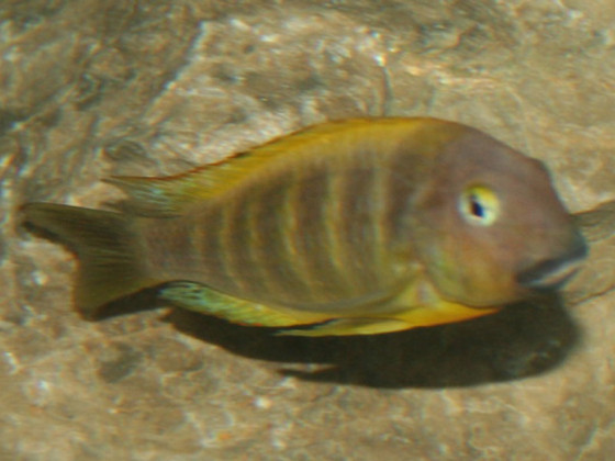 Tropheus moori katonga