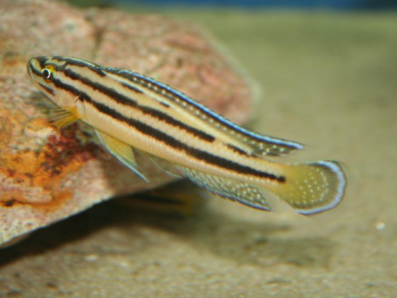 Julidochromis regani kipilli