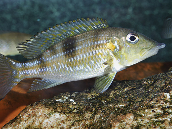 Gnathochromis permaxillaris