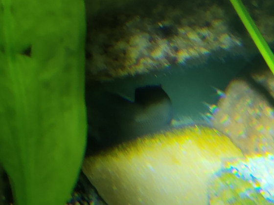 Chalinochromis cyanophleps Nachwuchs