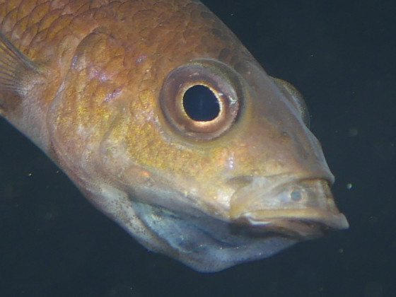 Guck mir in die Augen, Kleines - Paracyprichromis brieni Izinga