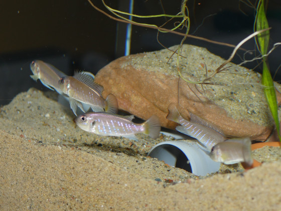 Triglachromis otostigma Rasselbande