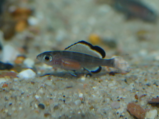 Fischbabies - Paracyprichromis brieni Izinga mit vollem Artemiabauch
