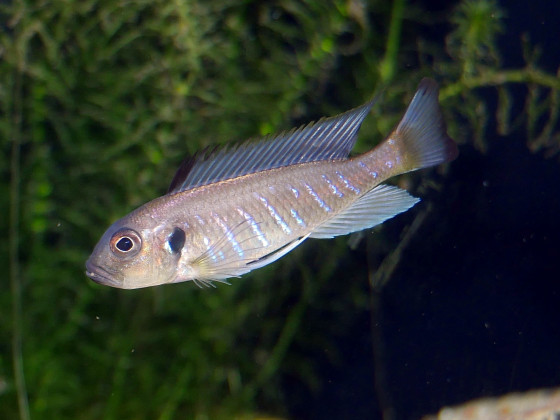 Weibchen von Triglachromis otostigma