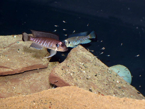 Brütendes Pärchen von Triglachromis otostigma