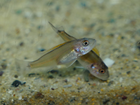 Triglachromis otostigma - 2 cm großer Nachwuchs