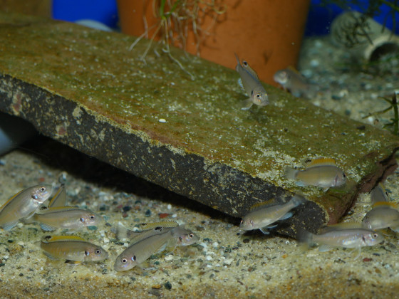 Nachwuchs von Triglachromis otostigma