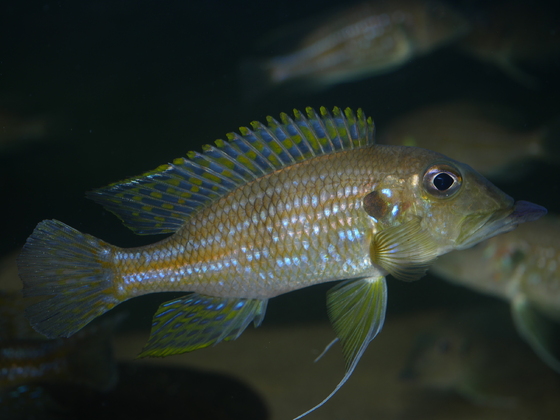 Gnathochromis permaxillaris