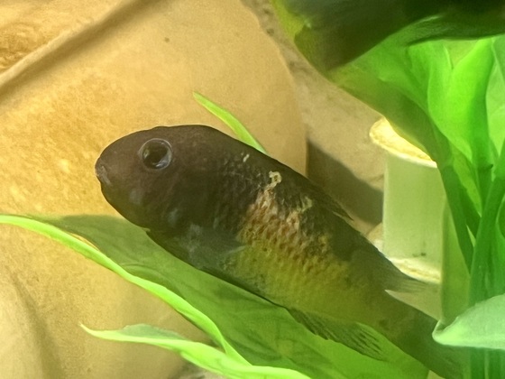 Tropheus Red Belly WF