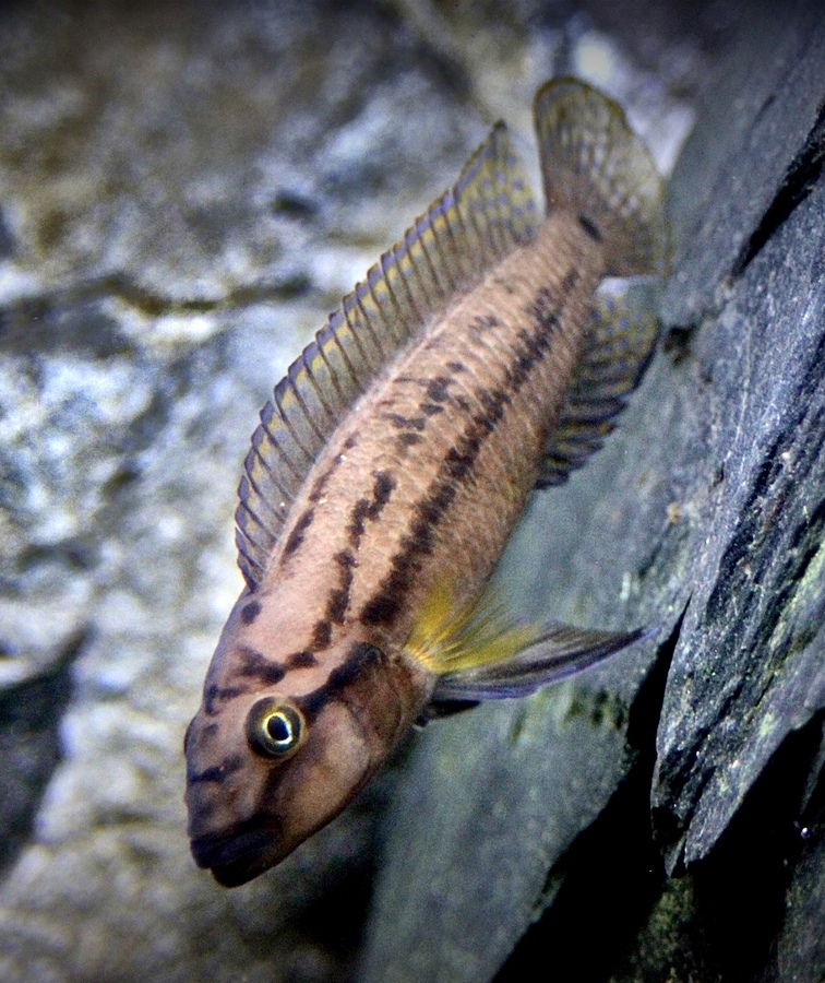 Julidochromis „unterfels“ Kyeso