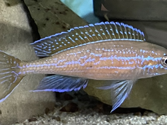 Paracyprichromis n. „blue neon“