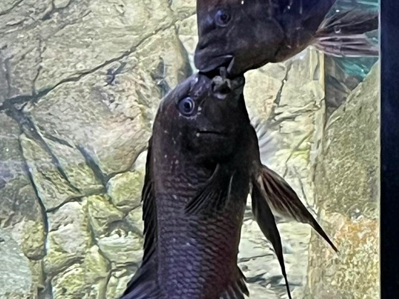 Petrochromis trewavasae "Männerliebe"