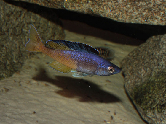Cyprichromis leptosoma kitumba