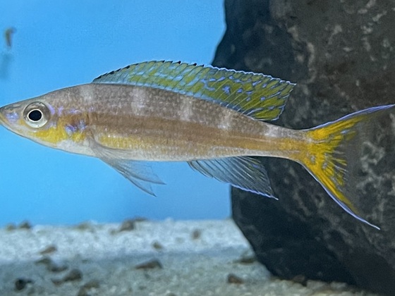 Paracyprichromis brieni chituta M