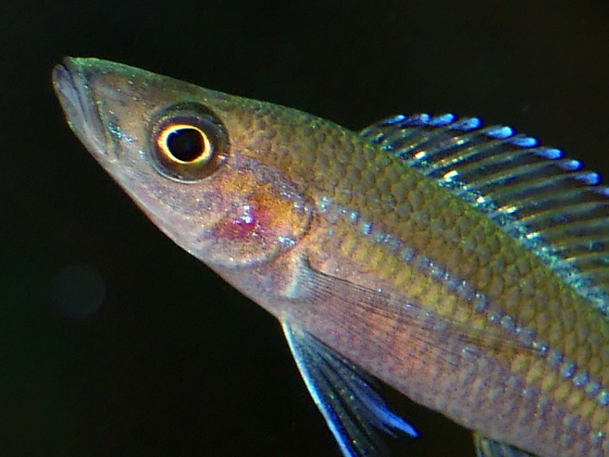 Paracyprichromis nigripinnis Kantalamba Portait