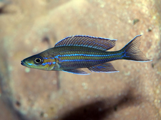 Paracyprichromis nigripinnis Kantalamba Männchen
