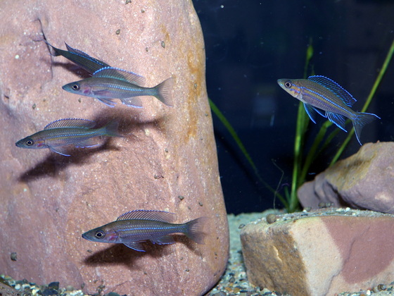 Paracyprichromis nigripinnis Kantalamba Gruppe