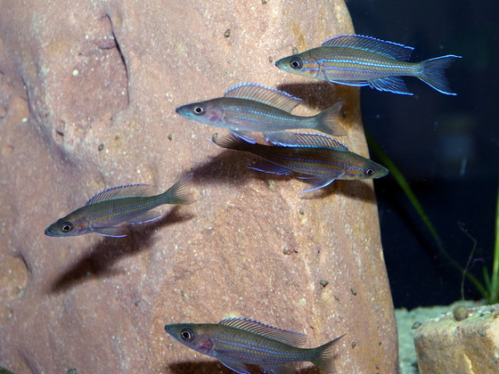 Paracyprichromis nigripinnis Kantalamba Gruppe