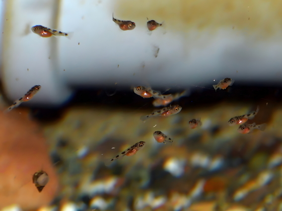 Triglachromisbrut auf Artemia-Jagd