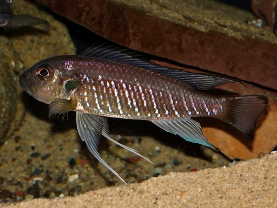 Triglachromis otostigma, adultes Männchen
