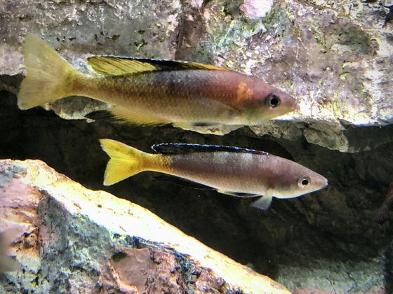 Cyprichromis sp. „speckleback rainbow“ Cape Tembwe