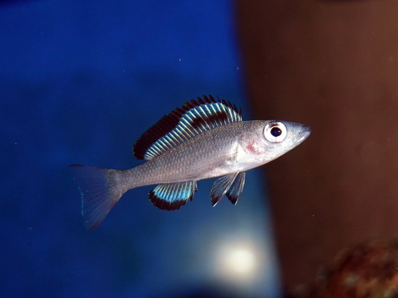 Paracyprichromis brieni Izinga Nachwuchs