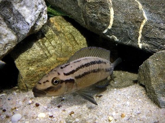 Julidochromis sp. „unterfels“ Kyeso