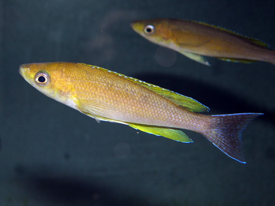 Cyprichromis pavo Sibwesa