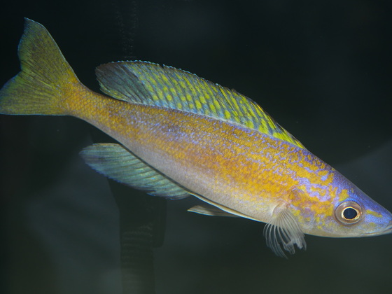 Cyprichromis microlepidotus black Kiriza
