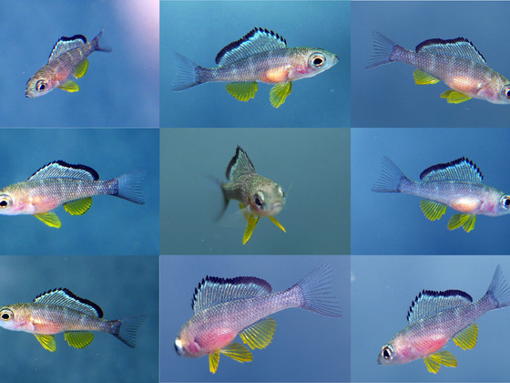 2 Wochen alter Paracyprichromis brieni Rumonge Nachwuchs