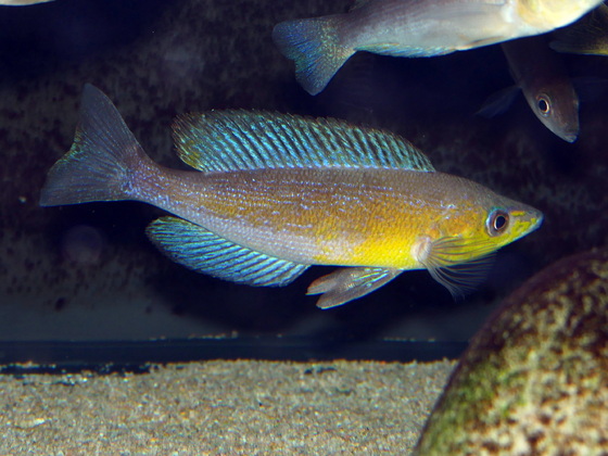 Cyprichromis microlepidotos Mboko