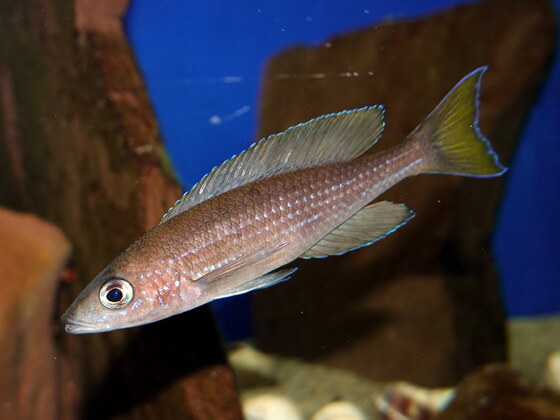 Paracyprichromis brieni Izinga Männchen