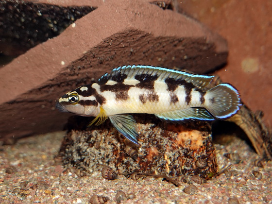 Julidochromis transcriptus Kissi